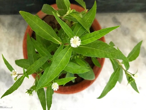 How to Identify Bhringraj Plant