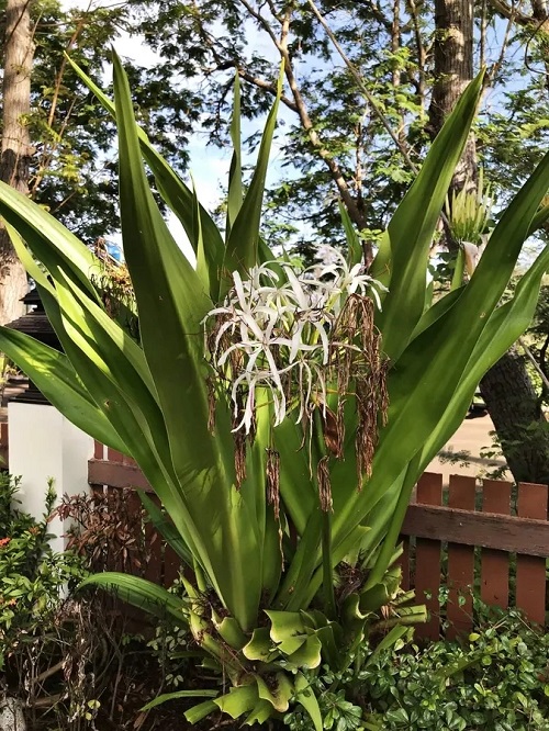 Sudarshan Plant Benefits 88