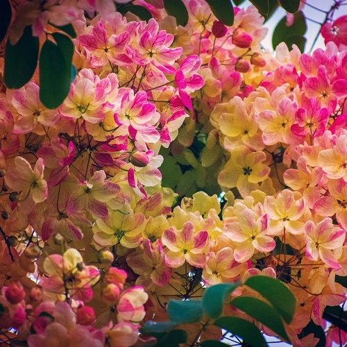 Pink Golden Shower Tree 3