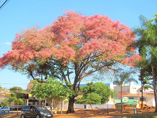 Trees With Pink Flowers 8