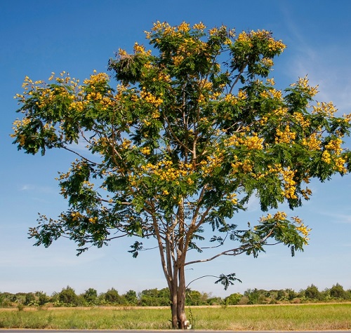 Peltophorum Pterocarpum