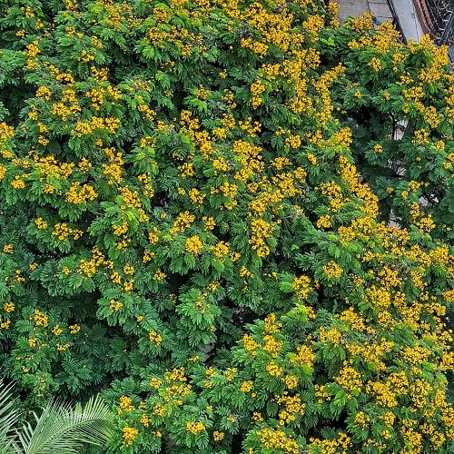 Peltophorum Pterocarpum 2