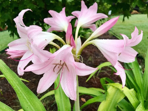 Sudarshan Plant Benefits 2