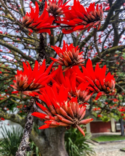 Erythrina Indica 2