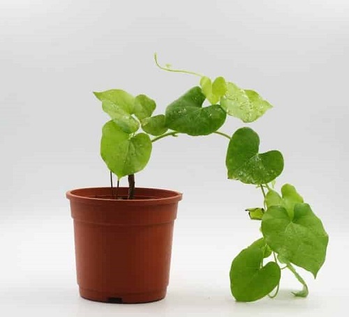 How to Identify a Giloy Plant