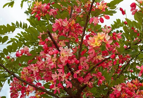 Pink Golden Shower Tree 