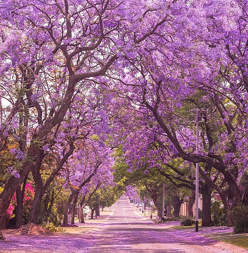 Pink Jacaranda Tree