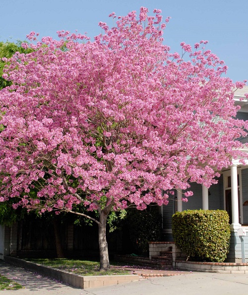 Trees With Pink Flowers 7