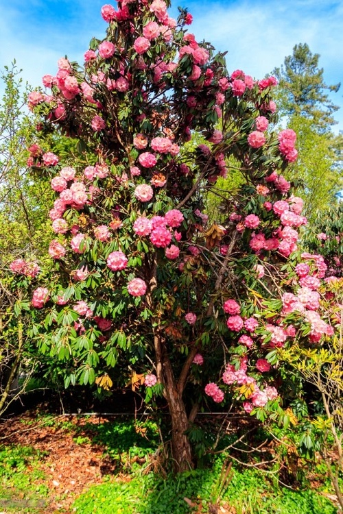 Trees With Pink Flowers 4