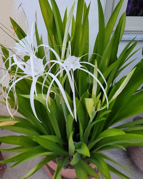 Sudarshan Plant Benefits