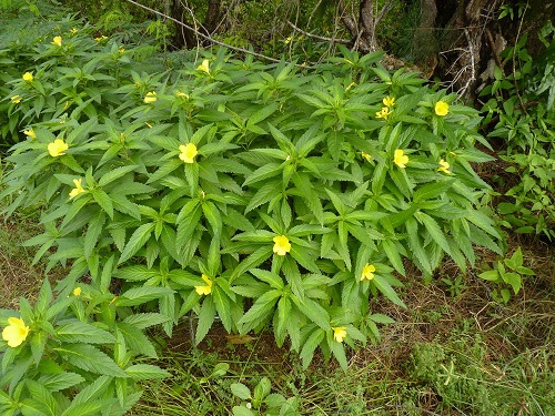 Turnera Ulmifolia