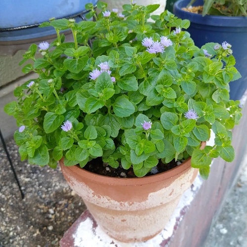 Ageratum conyzoides 2