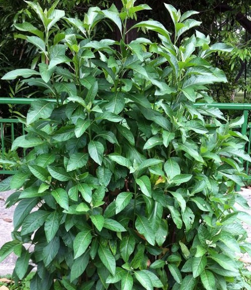 Vernonia Amygdalina 2