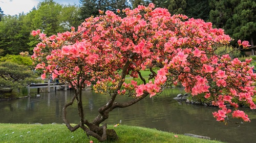 Trees With Pink Flowers 77