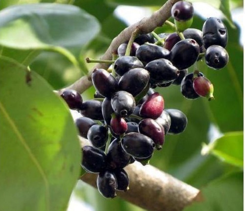 Syzygium Cumini 3