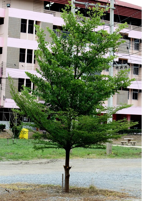 Terminalia Mantaly 2