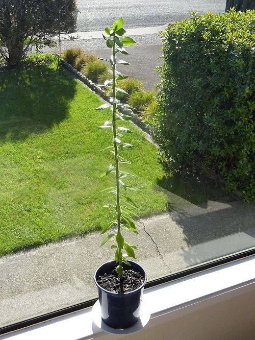 Pereskiopsis Plant 2