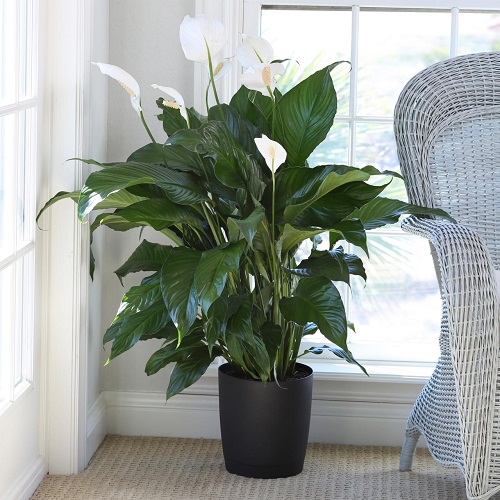 Peace Lily Varieties 5