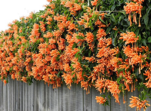 Pyrostegia venusta 2