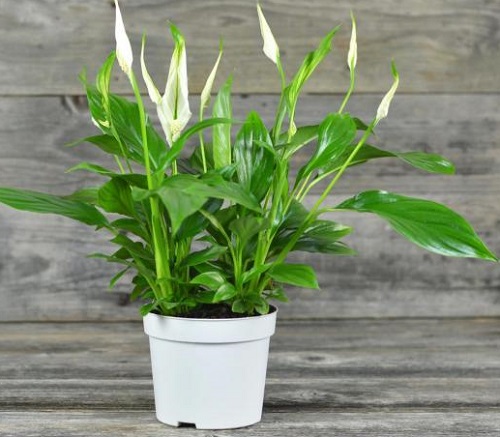 Peace Lily Varieties 2