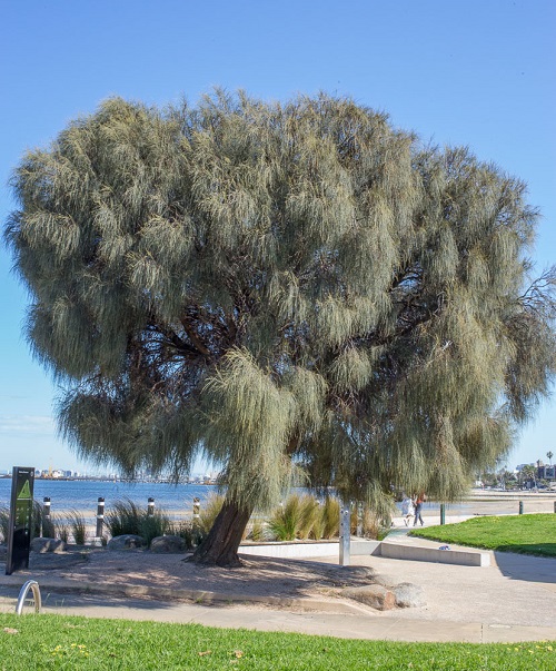 Casuarina equisetifolia