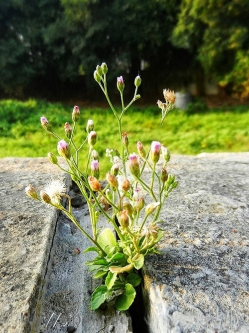 Sahadevi Plant Benefits 1