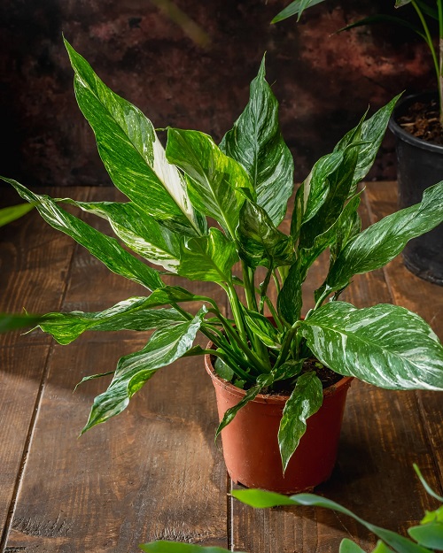 Peace Lily Varieties 11