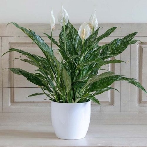Peace Lily Varieties 4