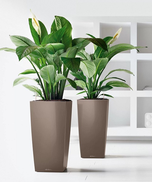 Peace Lily Varieties 9