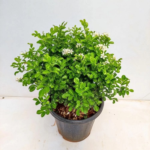 Madhu Kamini Plant 2