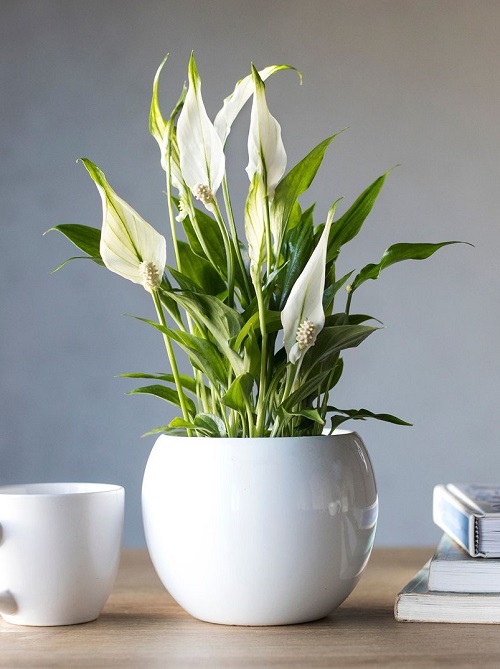 Peace Lily Varieties 15