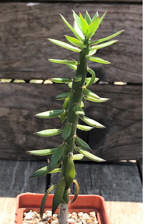 Pereskiopsis Plant 1