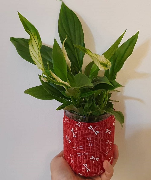 Peace Lily Varieties 17