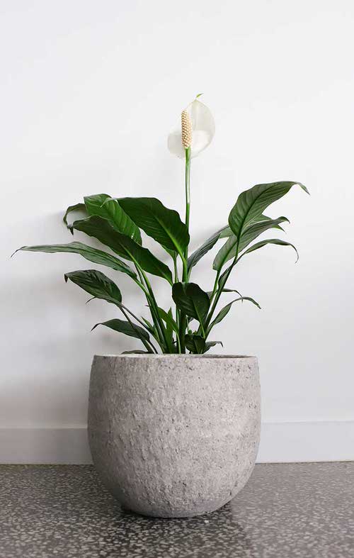 Peace Lily Varieties 6