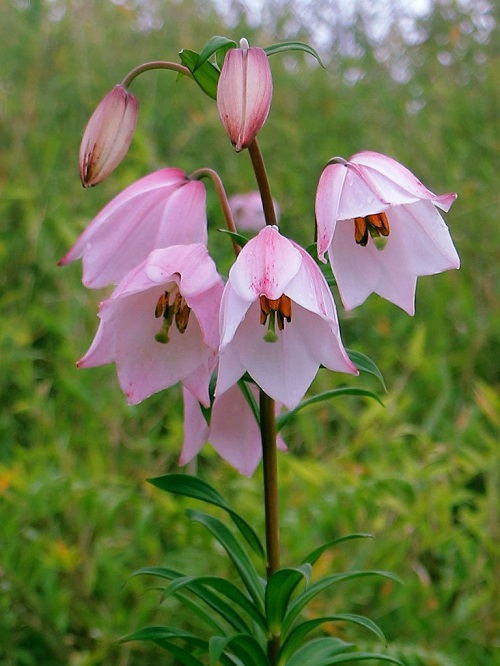 Shirui Lily 3