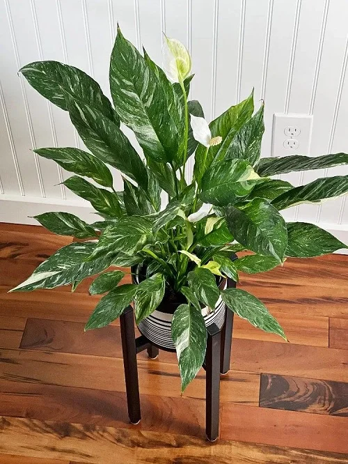 Peace Lily Varieties 13