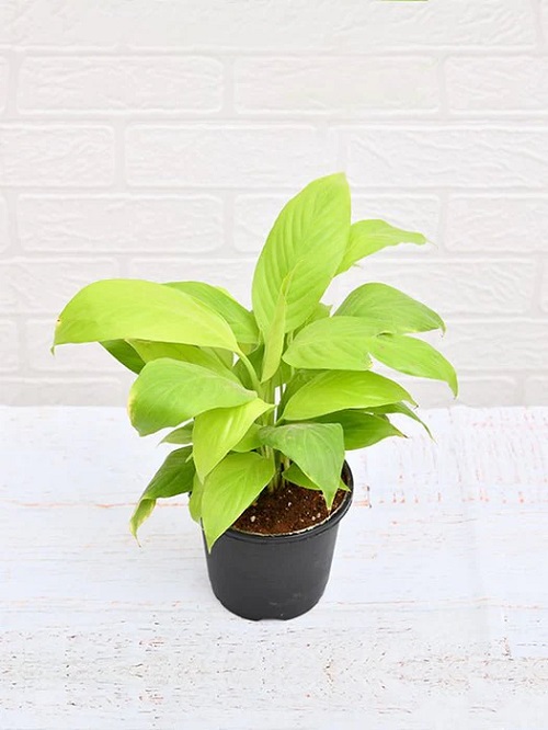 Peace Lily Varieties 14