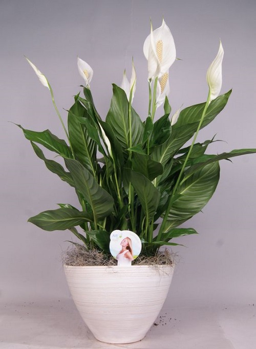 Peace Lily Varieties 3