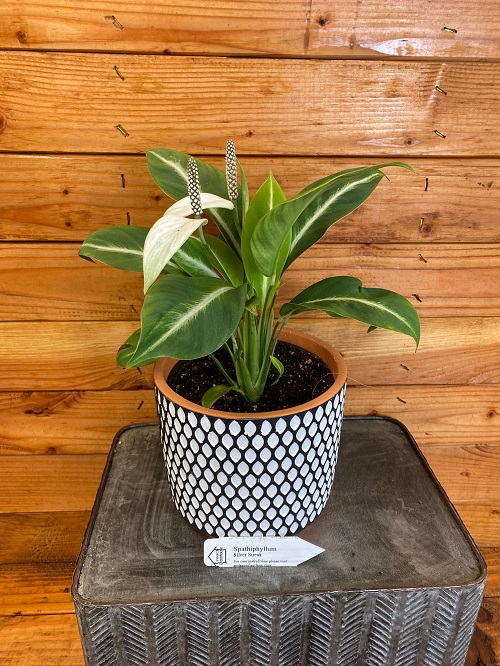 Peace Lily Varieties 10