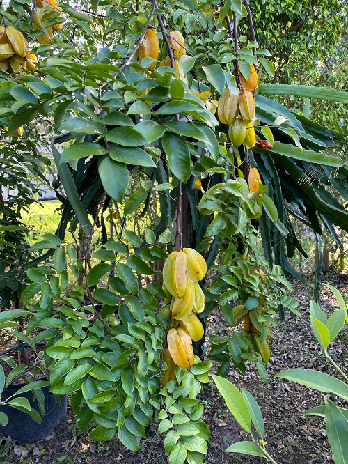 Star Fruit Plant 7
