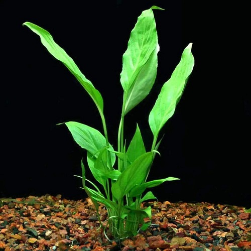 Peace Lily Varieties 16