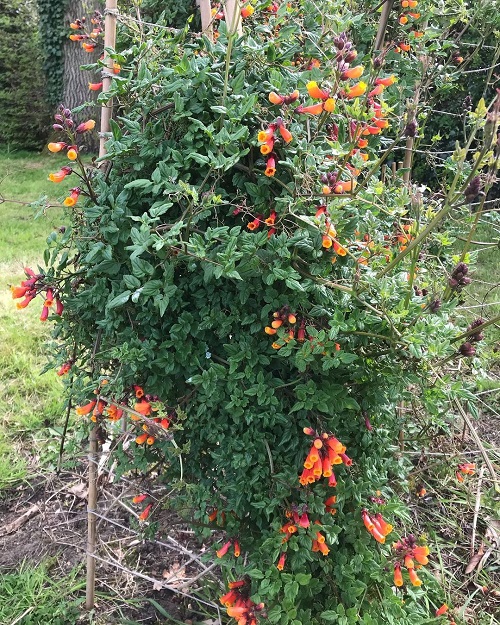 Yellow Flower Creepers 7