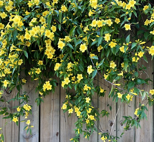 Yellow Flower Creepers 8