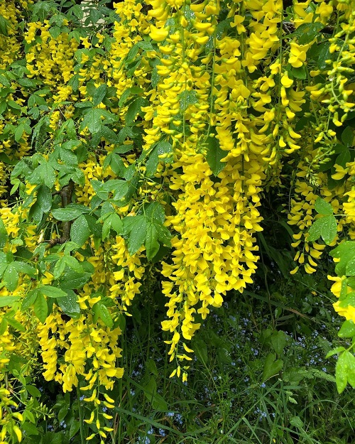 Yellow Flower Creepers 5