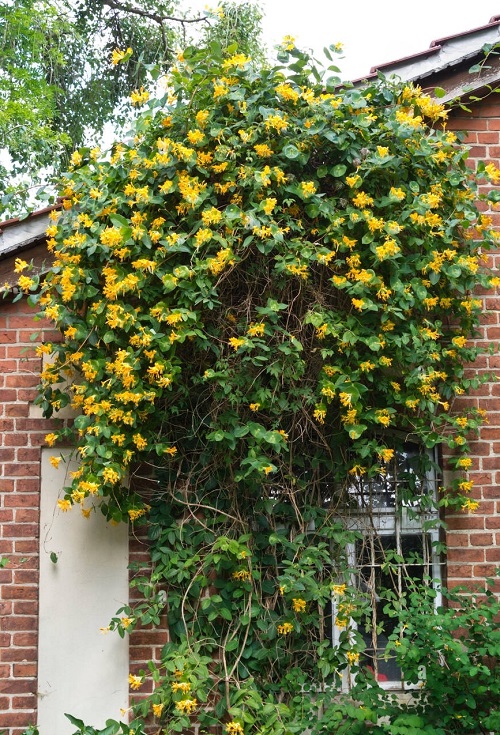 Honeysuckle trailles in garden