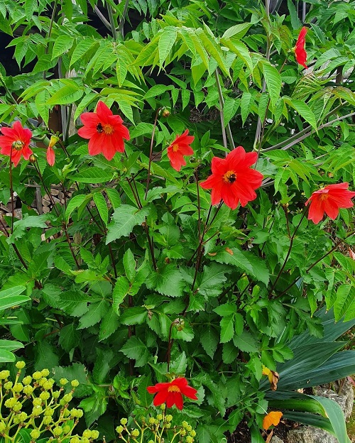 Laal Dahaliya Red floweers in india