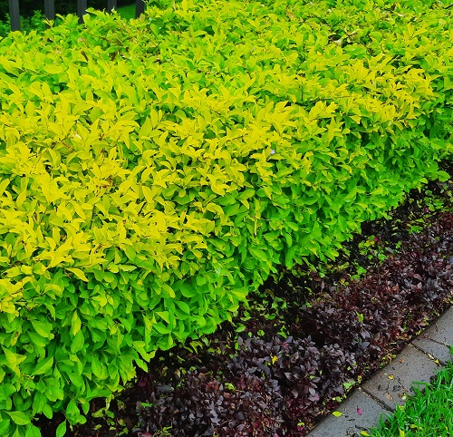 Golden Duranta