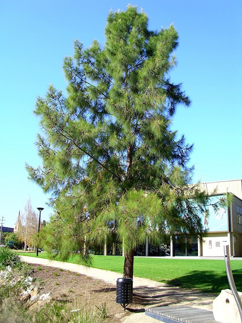 Casuarina equisetifolia 3