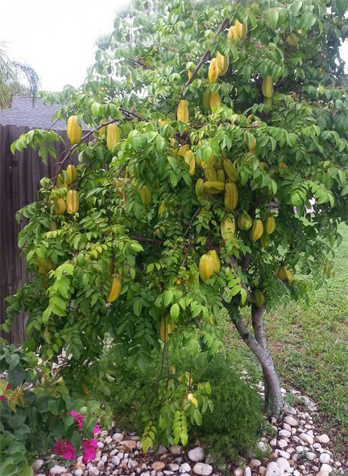 Star Fruit Plant