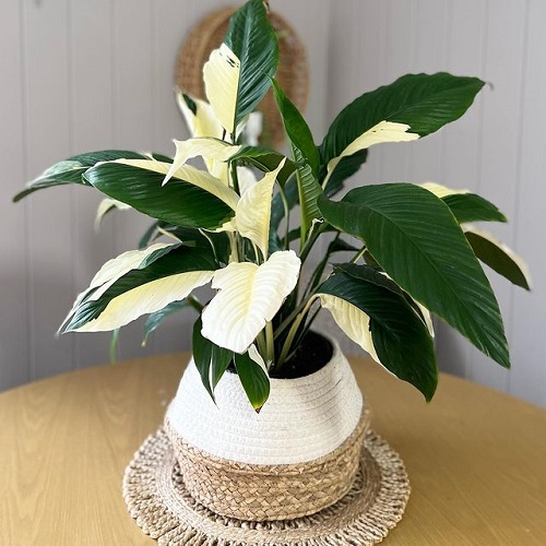 Peace Lily Varieties 7